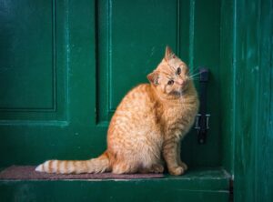 ginger pie chat