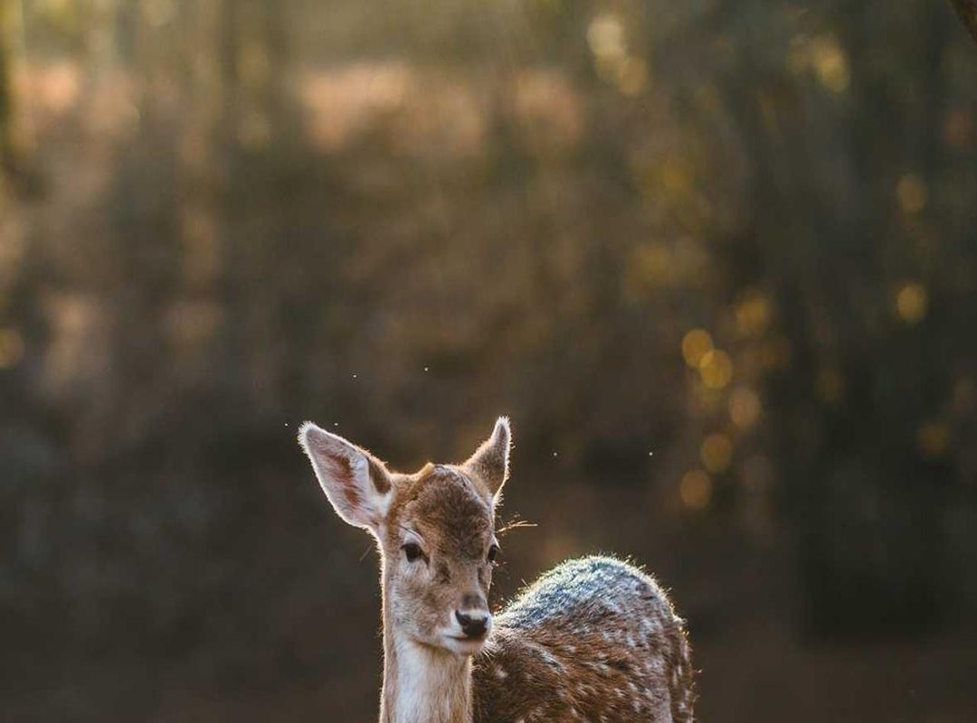 How to Make It: A Simple Step-by-Step Recipe